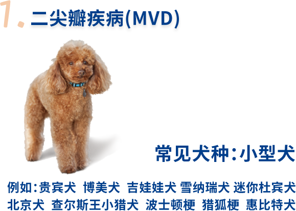 常见犬种：小型犬